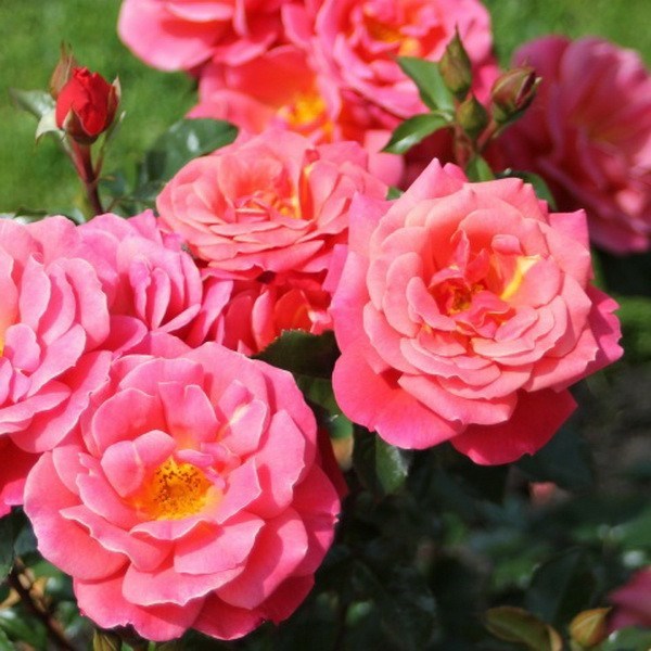 Роза флорибунда Мелюзина - фото 17394