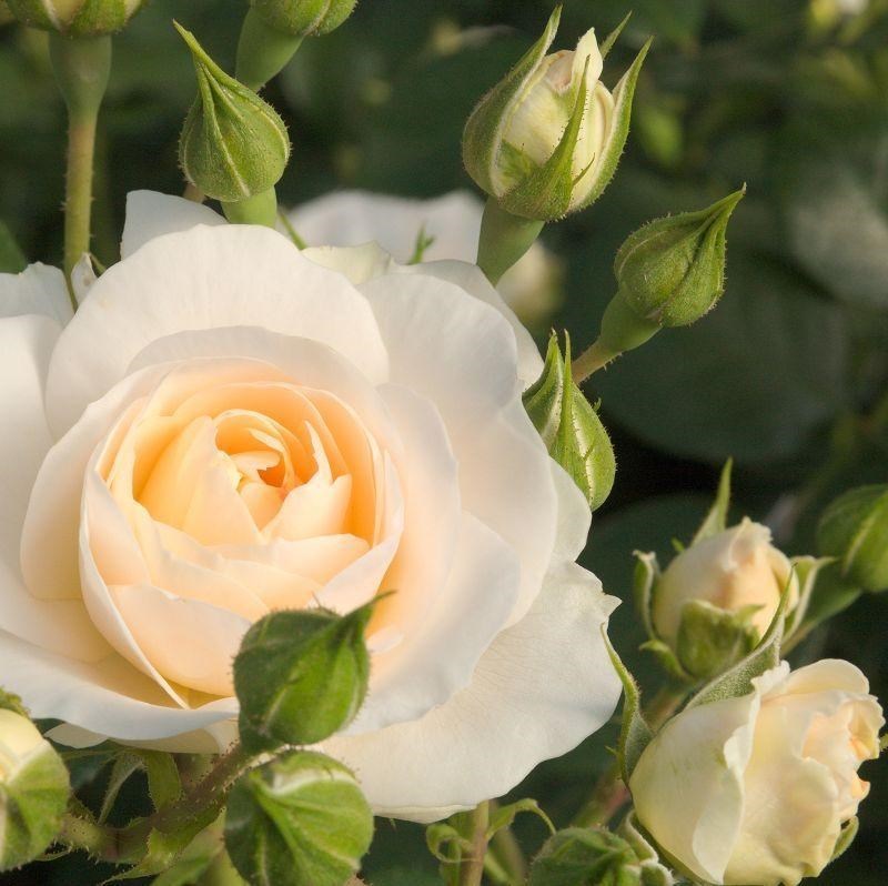 Роза флорибунда Мартин Лютер Роуз - фото 17396