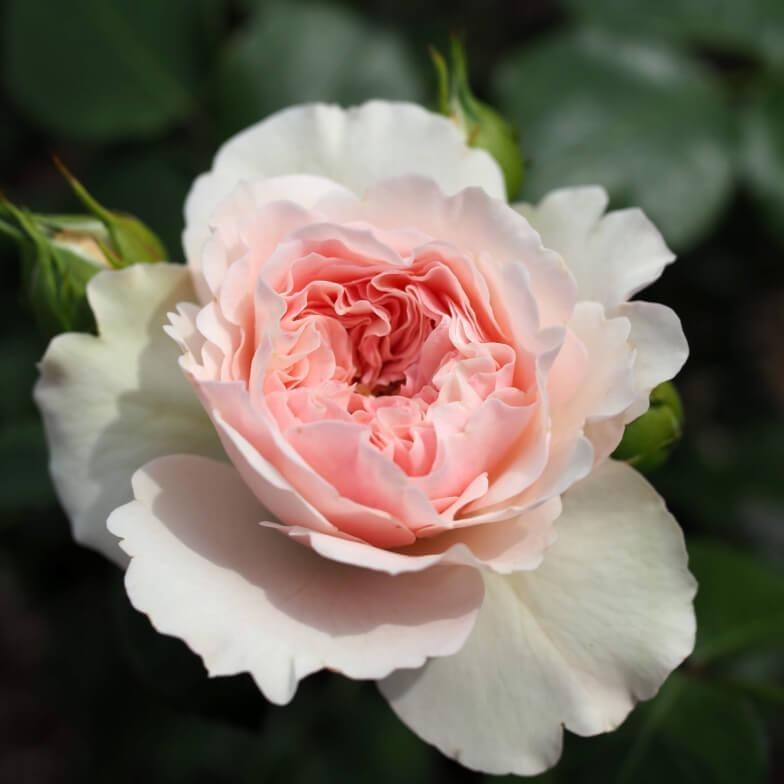 Роза флорибунда Мария Терезия - фото 17398