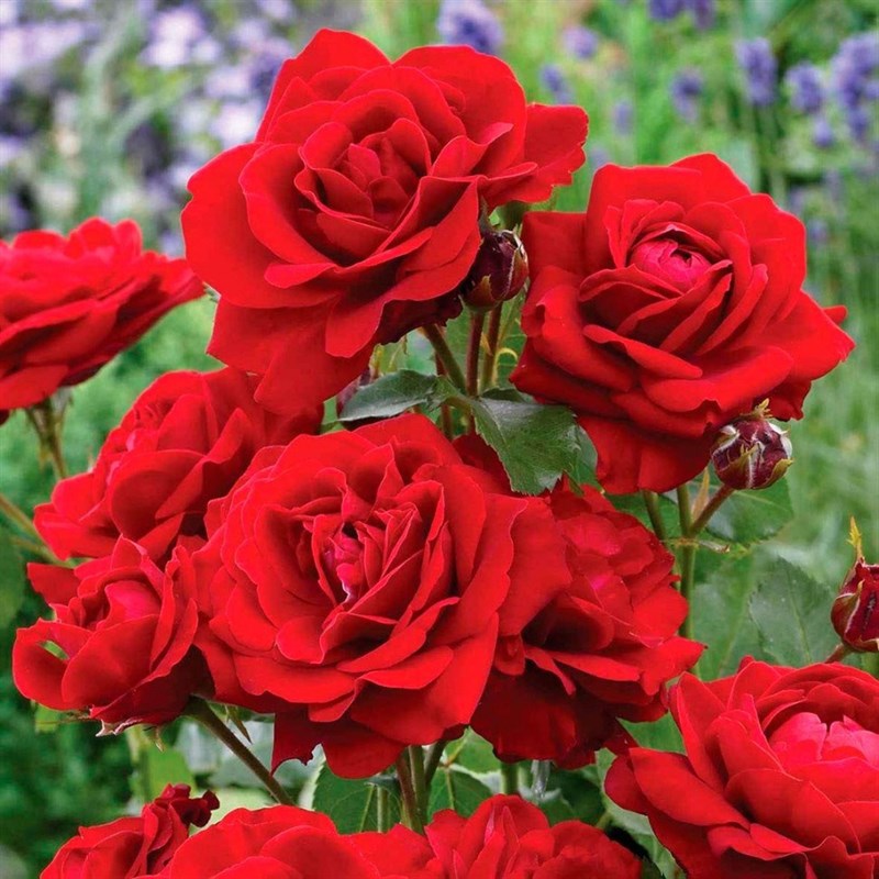 Роза флорибунда Лили Марлен - фото 17403