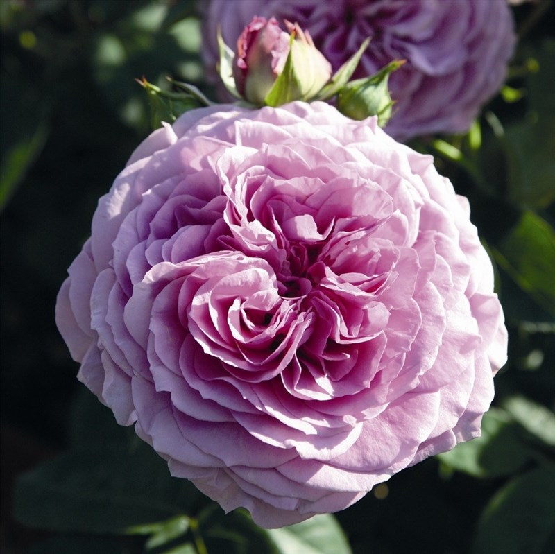 Роза флорибунда Лавендер Айс - фото 17407