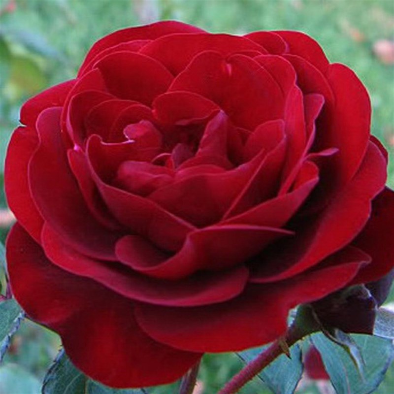 Роза флорибунда Лаваглут - фото 17408