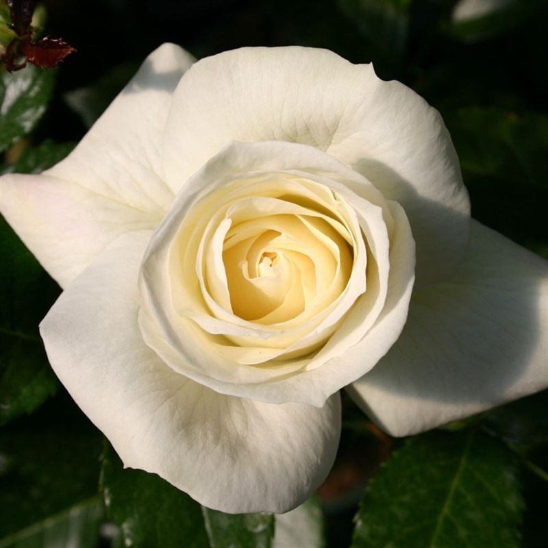 Роза флорибунда Ла Палома 85 - фото 17409