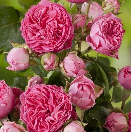 Роза флорибунда Кэнди Рококо - фото 17410
