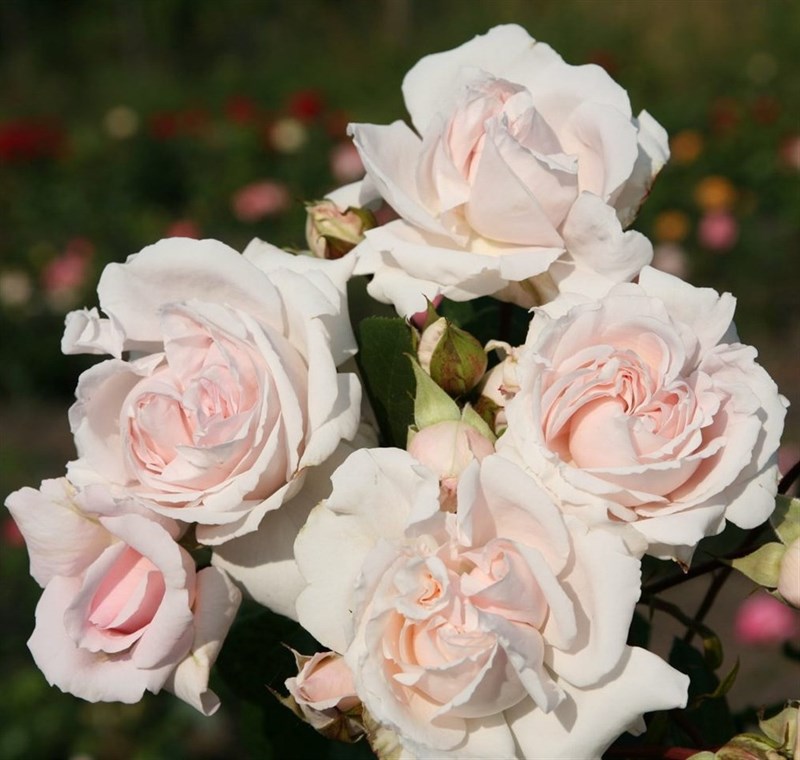 Роза флорибунда Констанц Моцарт - фото 17413