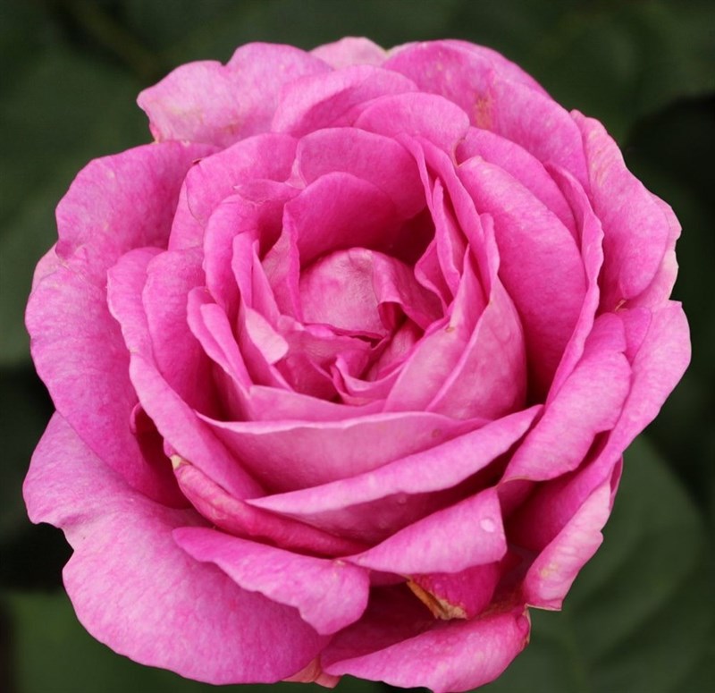Роза флорибунда Кармен Вирз - фото 17415