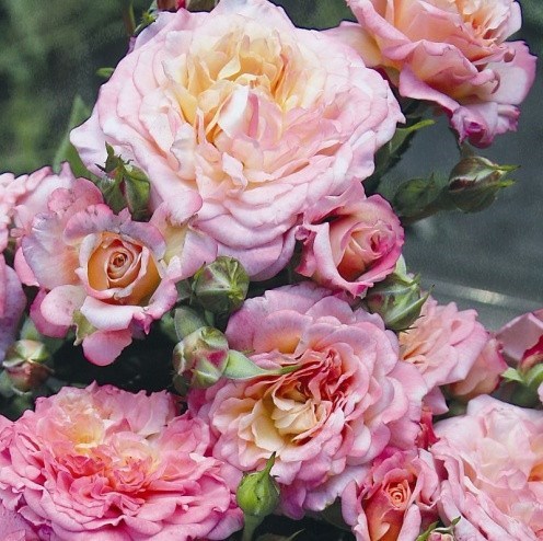 Роза флорибунда Кантри Гёл - фото 17417