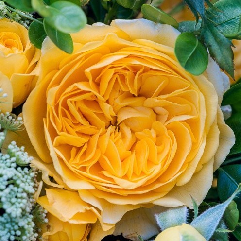 Роза флорибунда Инка - фото 17419