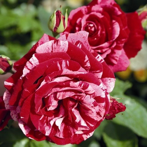 Роза флорибунда Дип Импрешн - фото 17423