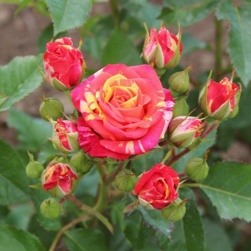 Роза спрей Файер Флэш - фото 17451