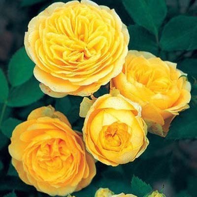 Роза спрей Санлайт романтика - фото 17456