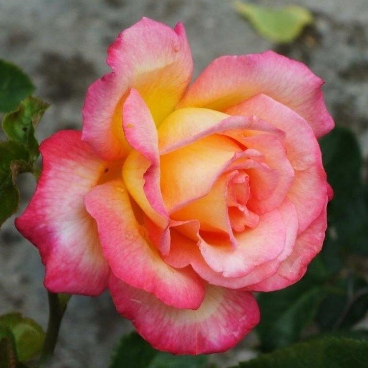 Роза спрей Перфиум Шейля - фото 17460