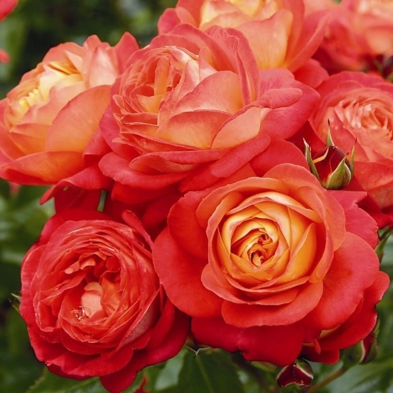 Роза спрей Мидсамер - фото 17464