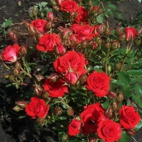 Роза спрей Миджет - фото 17465