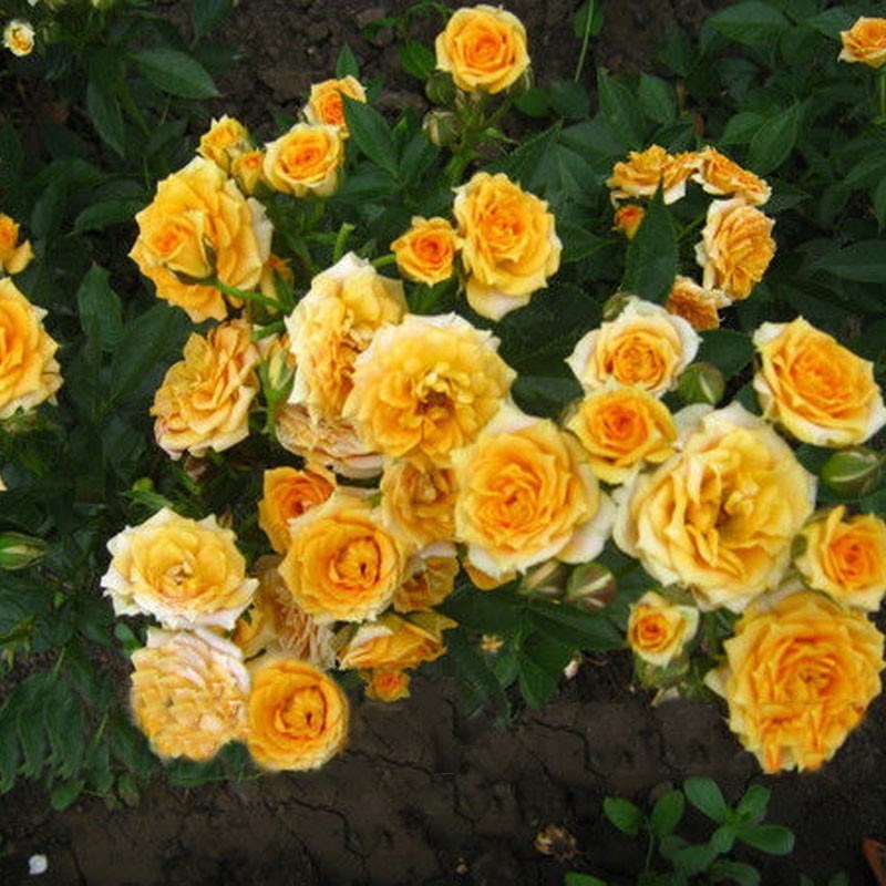 Роза спрей Золотистый - фото 17469