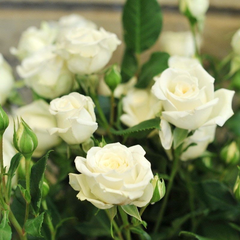 Роза спрей белая - фото 17472