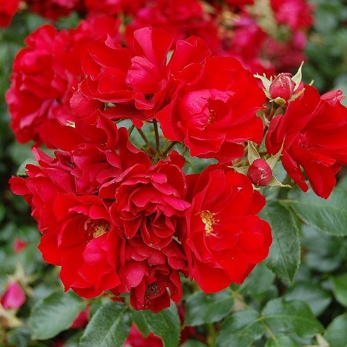 Роза почвопокровная Сентро - фото 17478