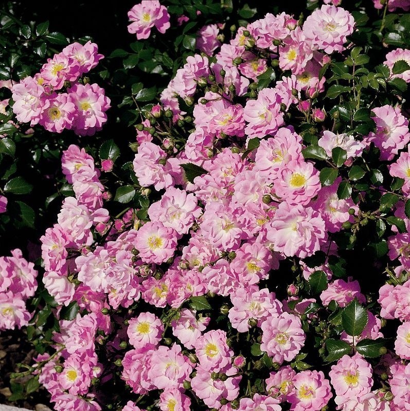 Роза почвопокровная Сатина - фото 17481