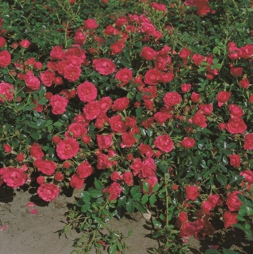 Роза почвопокровная Роди - фото 17482