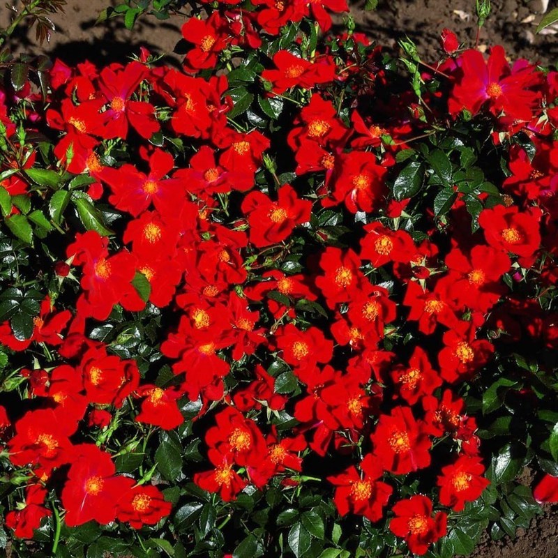Роза почвопокровная Ред Хэйз - фото 17483