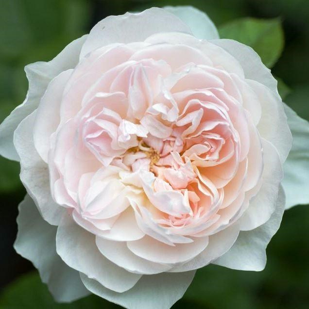 Роза почвопокровная Кастельрутер Шпатцен - фото 17489