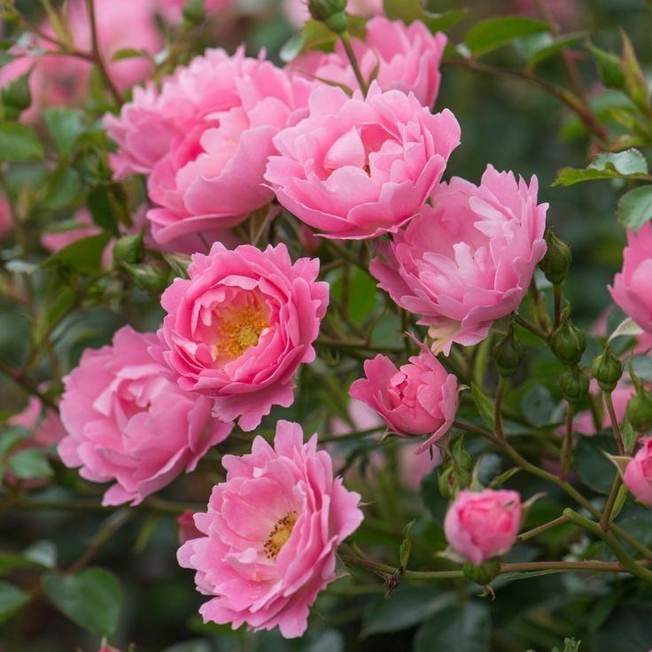 Роза почвопокровная Зоммервинд - фото 17492