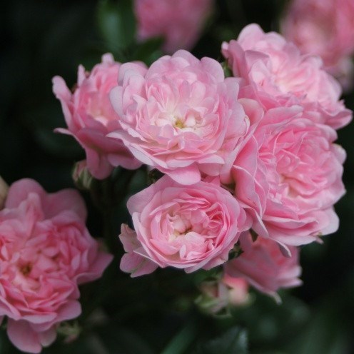 Роза почвопокровная Зе Фейри - фото 17493