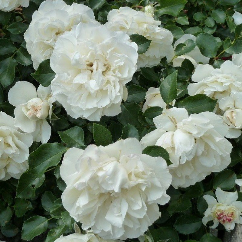 Роза почвопокровная Вайт Мейдиланд - фото 17495