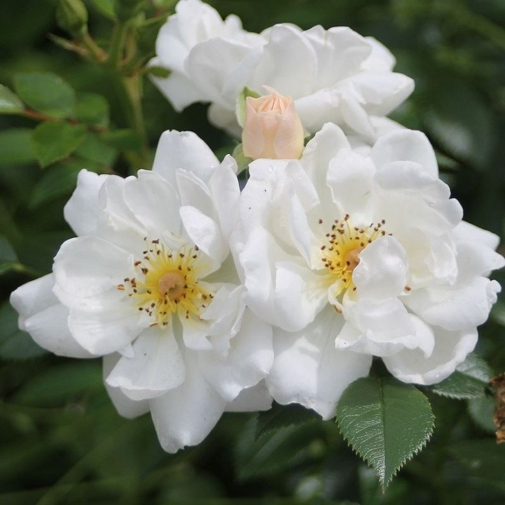 Роза почвопокровная Биненвайде Вайс - фото 17496