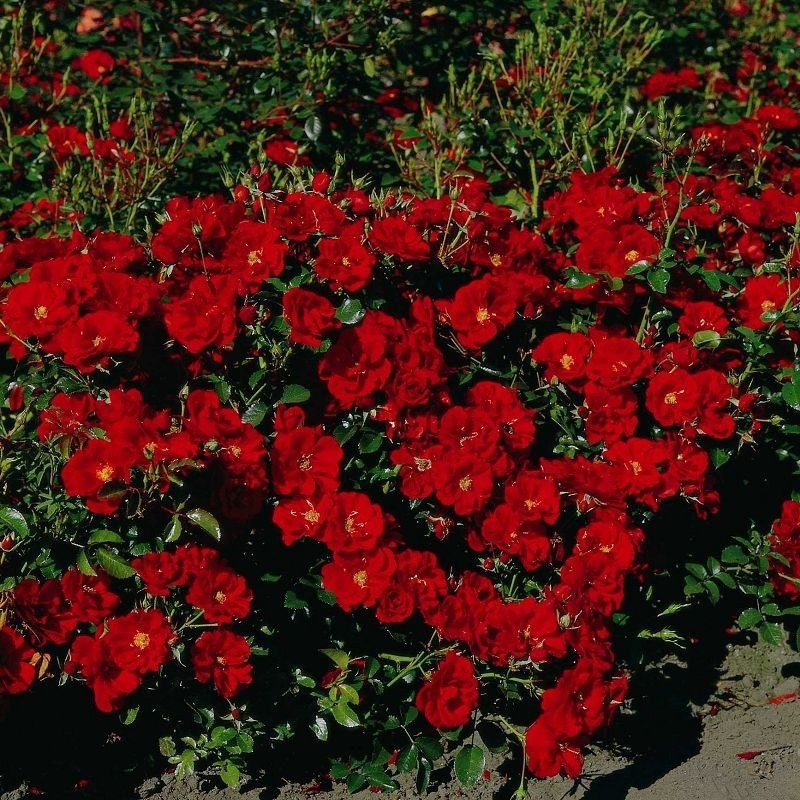 Роза почвопокровная Аустриана - фото 17497