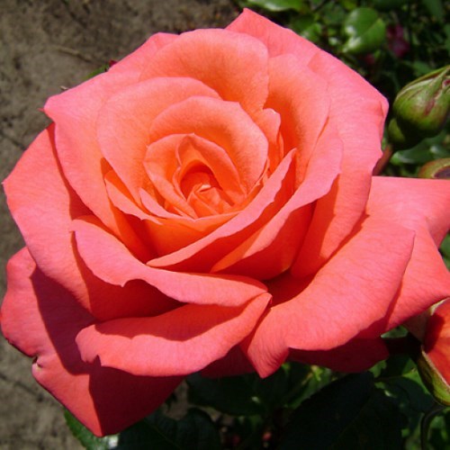 Роза плетистая Шоган - фото 17500