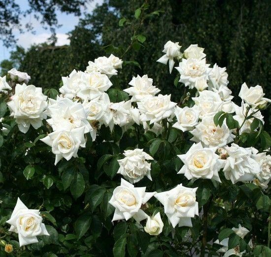 Роза плетистая Уайт Брокад - фото 17504