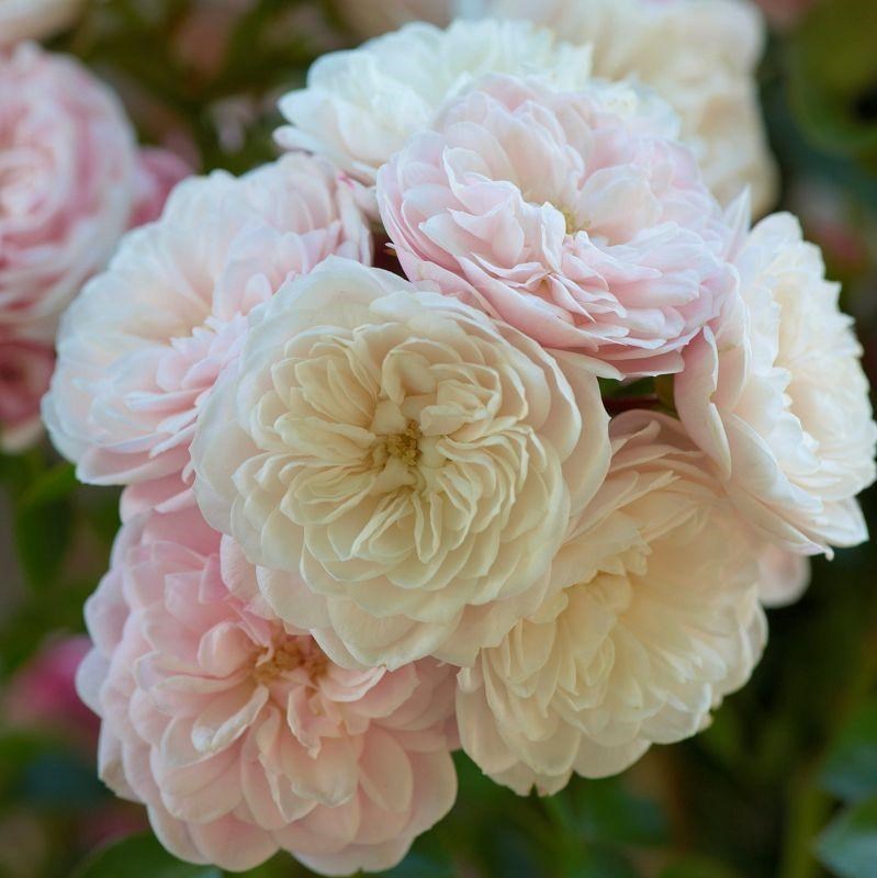 Роза плетистая Старлет Роуз Алина - фото 17505