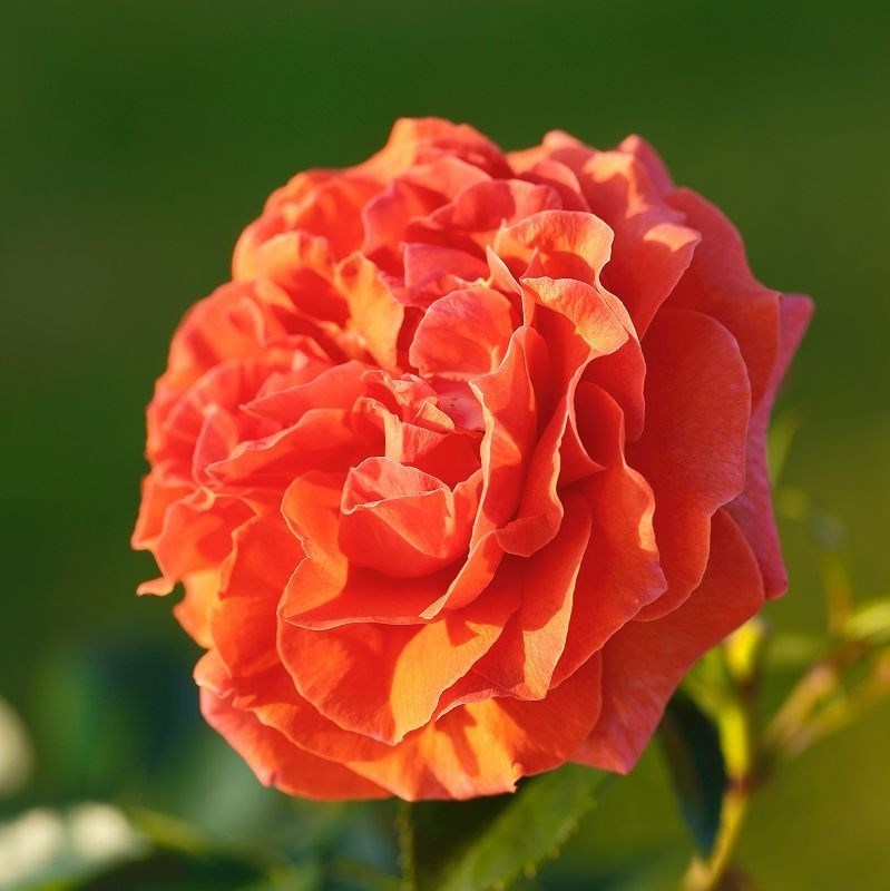 Роза плетистая Наранга - фото 17508