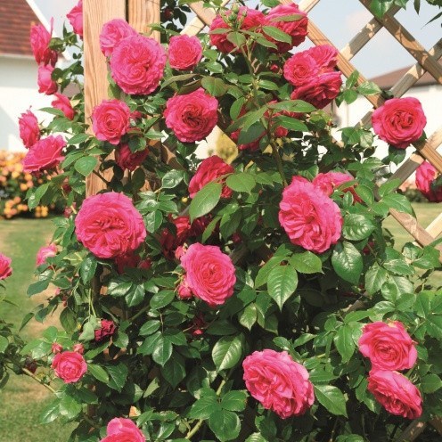 Роза плетистая Маритим - фото 17509