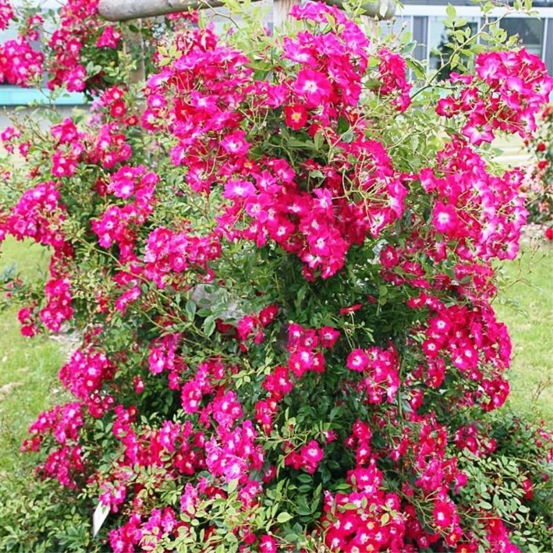 Роза плетистая Либертас - фото 17512