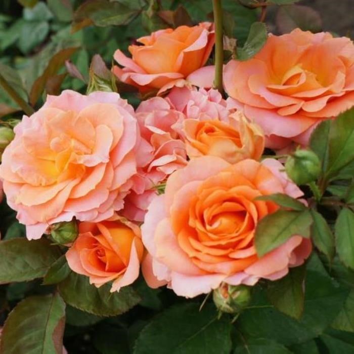 Роза плетистая Лиана - фото 17513