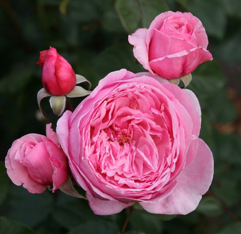 Роза плетистая Кисс Ми Кейт - фото 17516