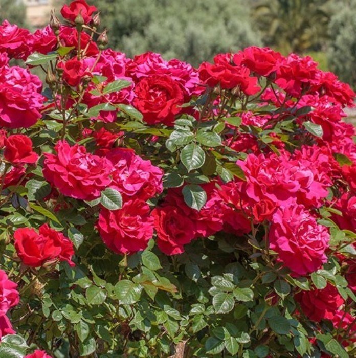 Роза плетистая Гримпан Кримсон Глори - фото 17519