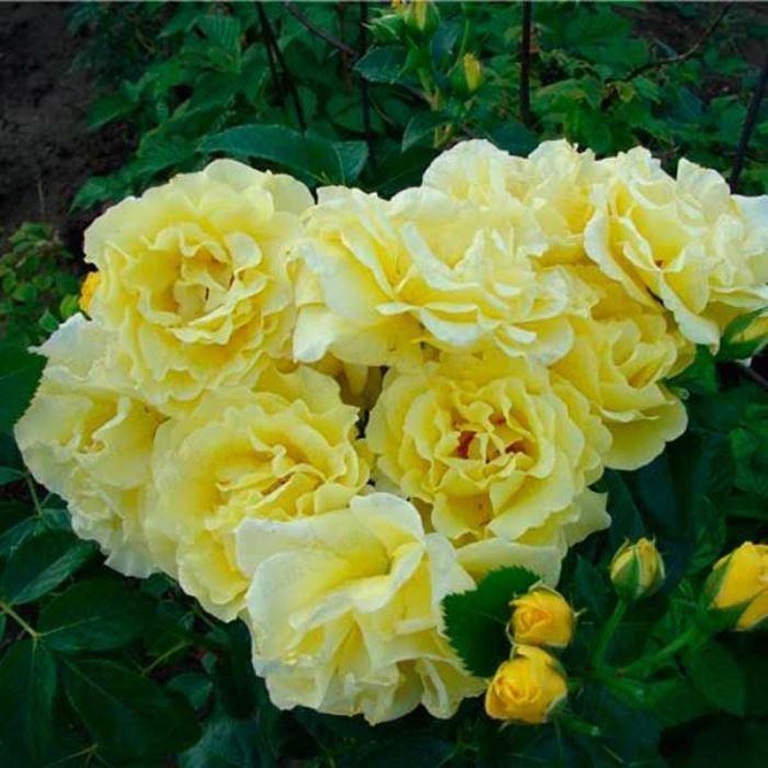 Роза плетистая Голден Шоуерс - фото 17521
