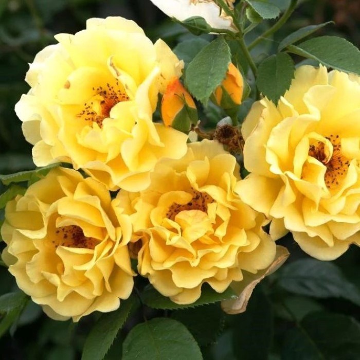Роза плетистая Голд - фото 17523