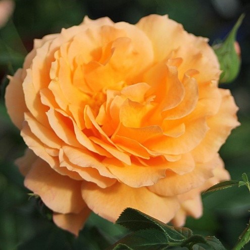 Роза парковая Бельведер - фото 17539