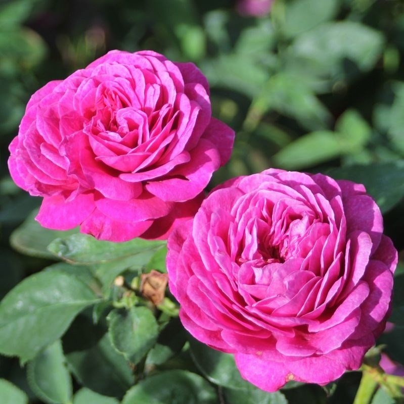 Роза миниатюрная Хэйди Клюм Роуз - фото 17545