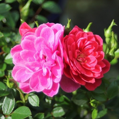 Роза миниатюрная Хобби - фото 17546