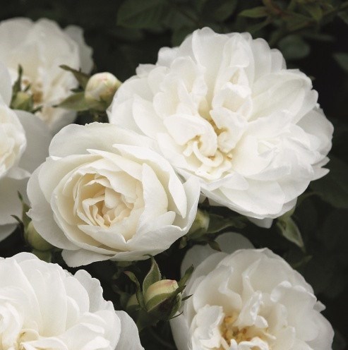 Роза миниатюрная Уайт Бейбифлор - фото 17548