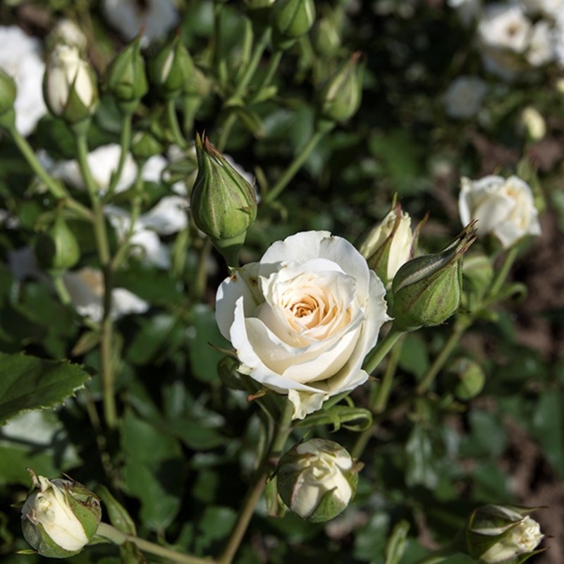 Роза миниатюрная Снипринцесса - фото 17550