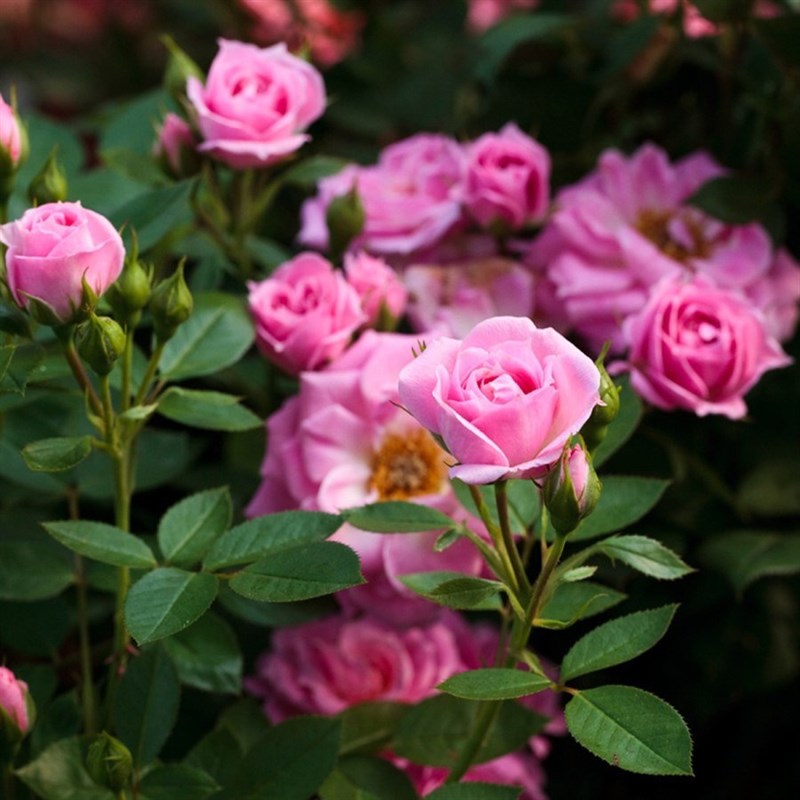 Роза миниатюрная Пинк Симфони - фото 17553