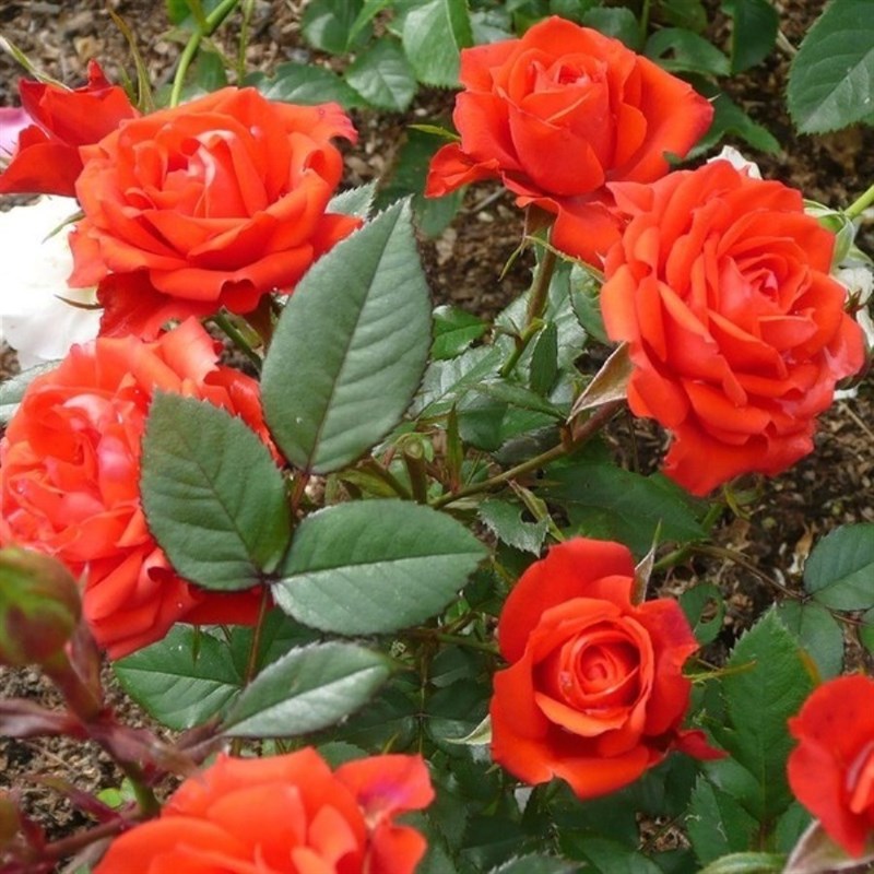 Роза миниатюрная Оранж Джувел - фото 17555