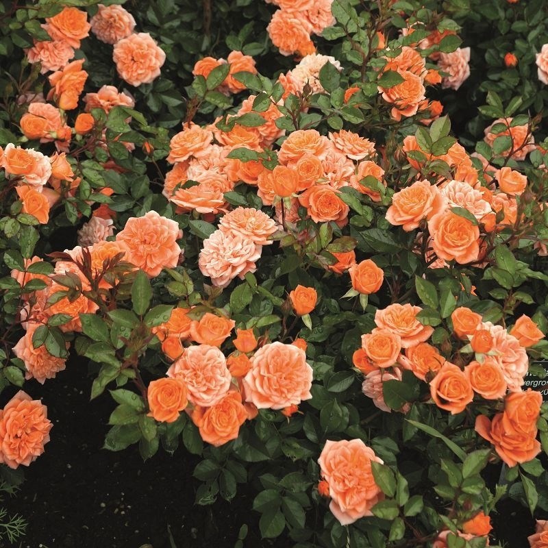 Роза миниатюрная Нинетта - фото 17557