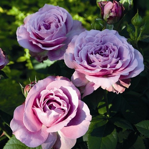 Роза миниатюрная Лавендер Айс - фото 17560